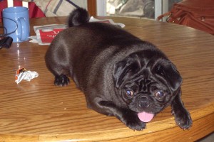 Her tongue sticking out, like me after a long run.